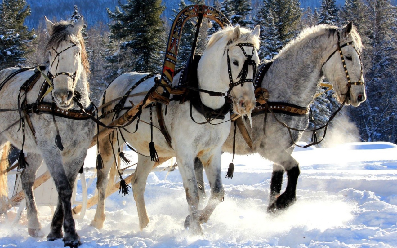 Русская тройка лошадей