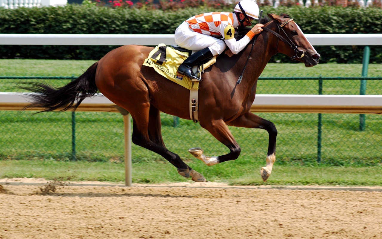 Всадник на ипподроме