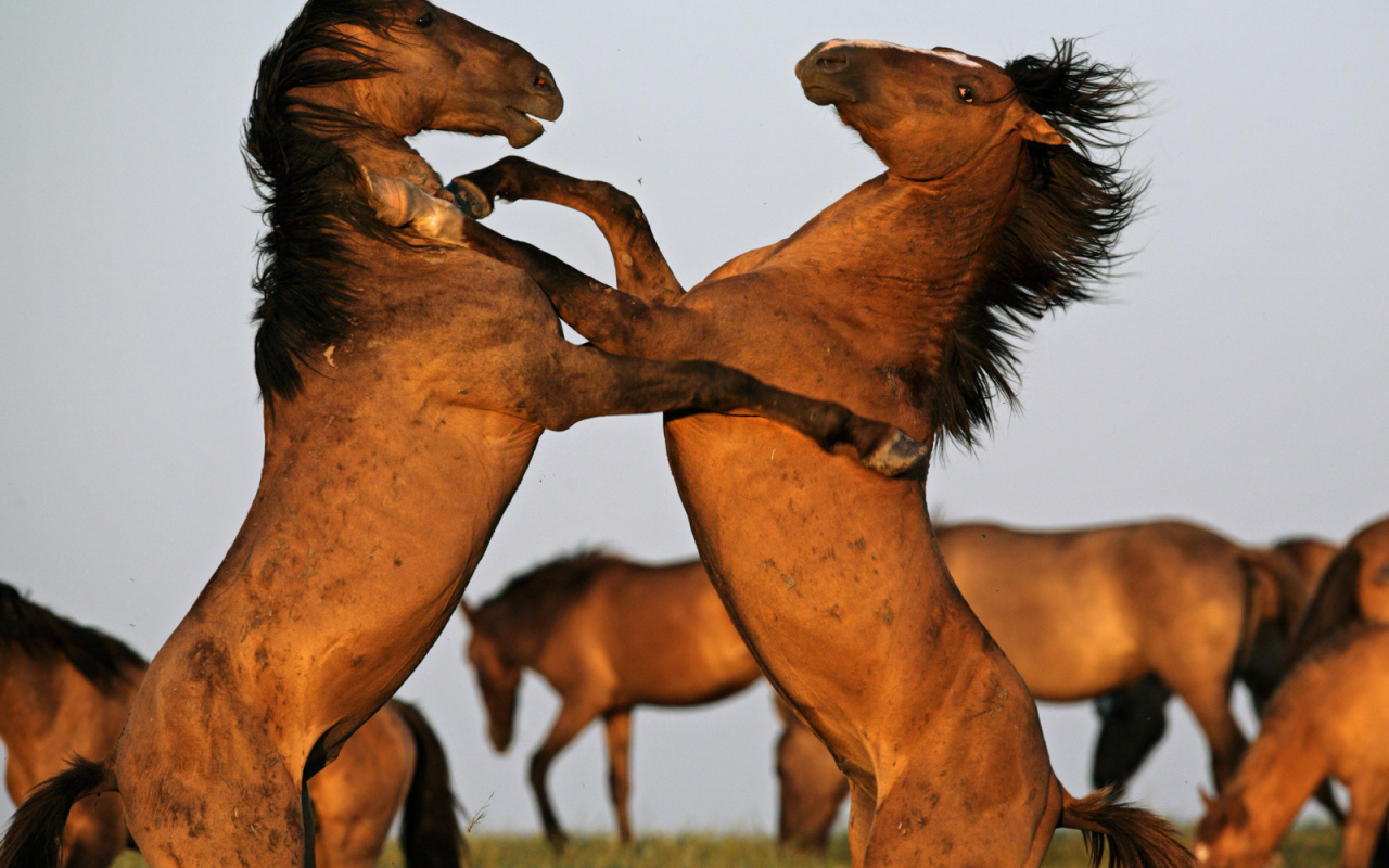 Борьба двух лошадей