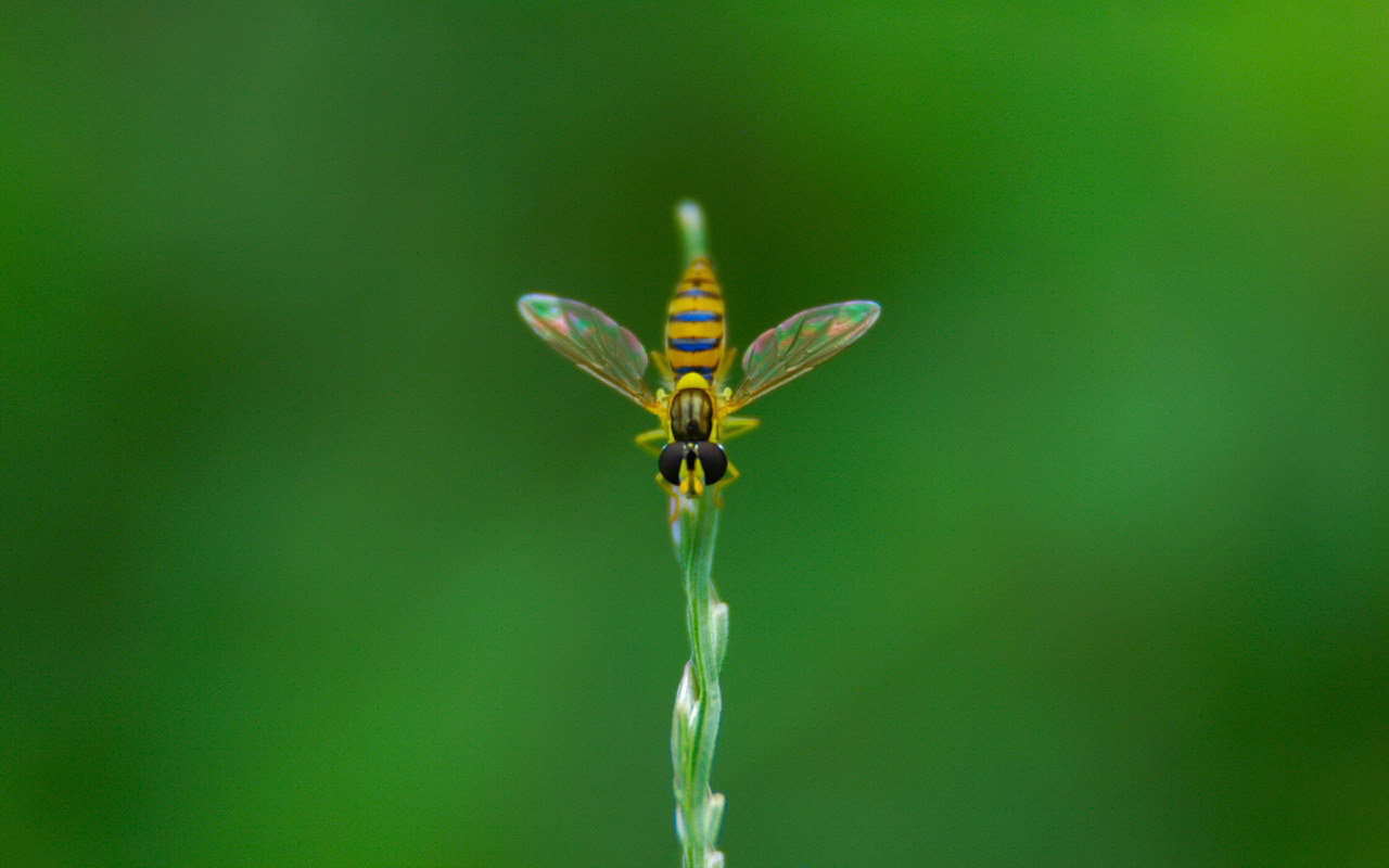 Муха на ветке