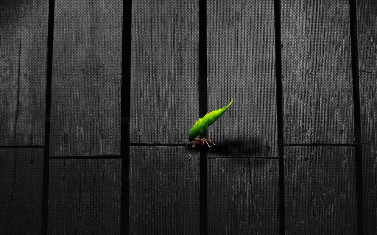 Муравей несет листик по деревянному полу