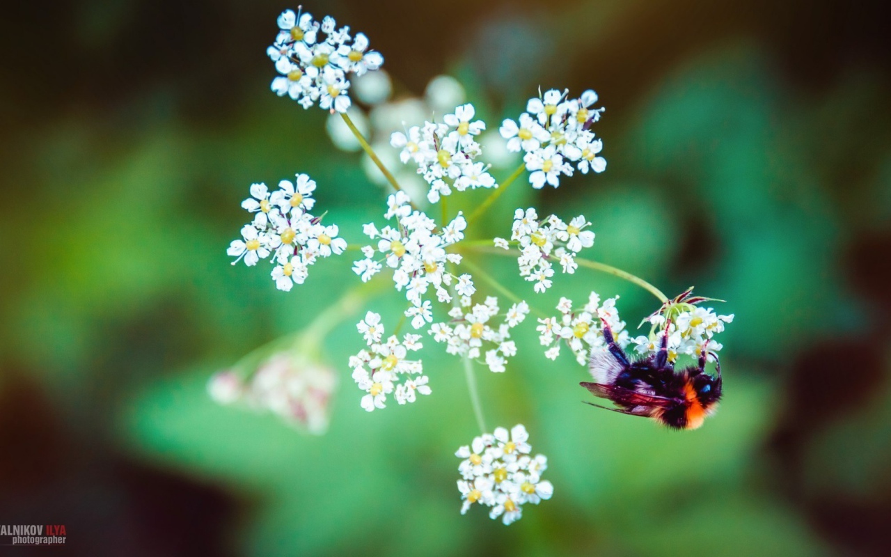 Пчела на зонтике из белых цветов