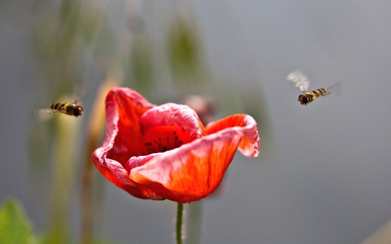 Пчелы садятся на цветок мака