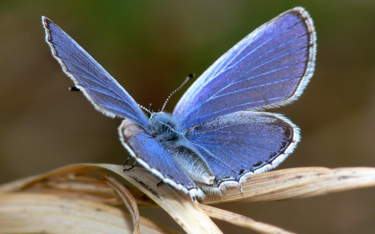 Синяя пушистая бабочка