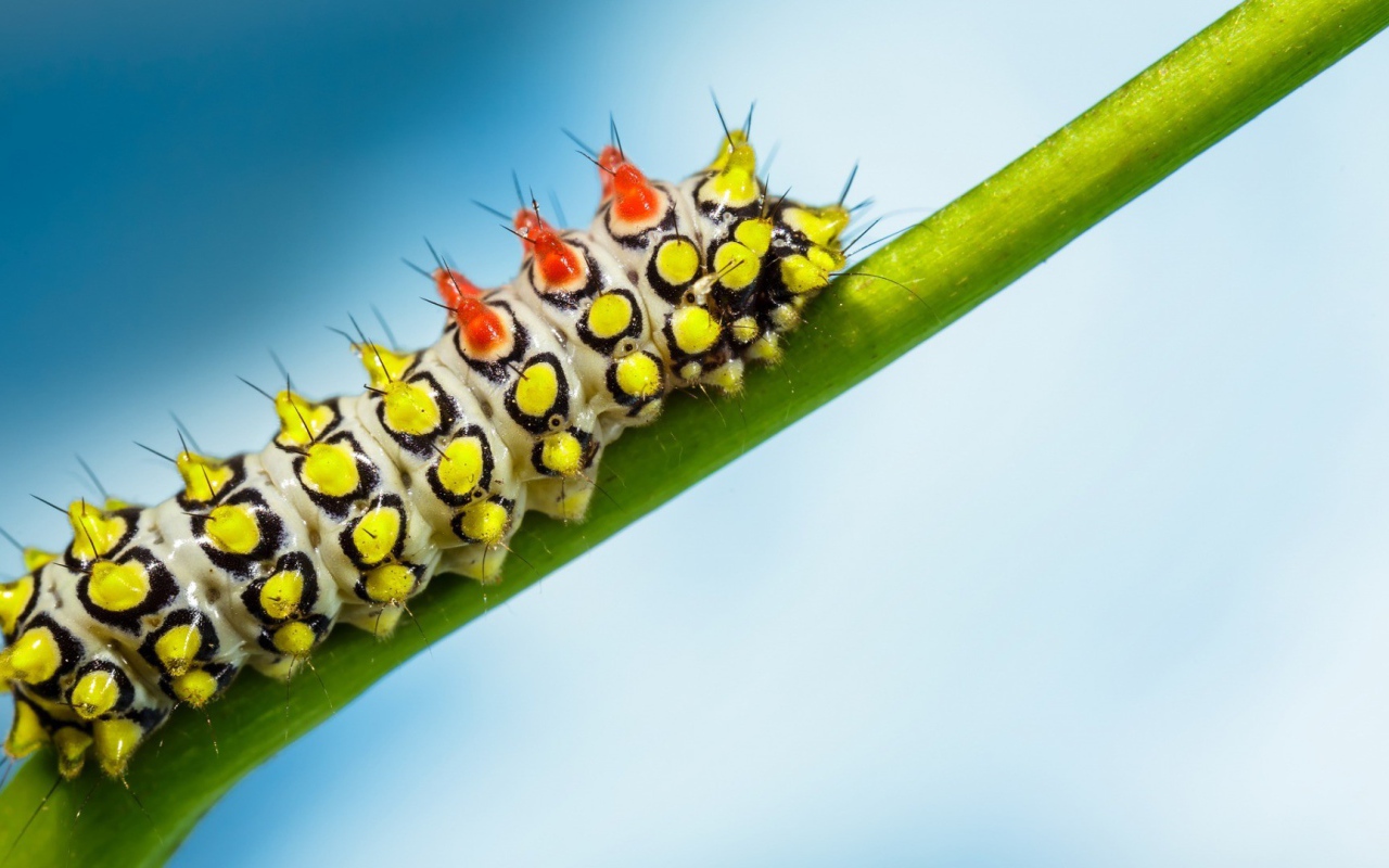 Яркая гусеница на зеленом стебле