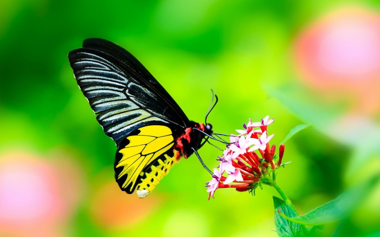 Бабочка с черными крыльями на цветке