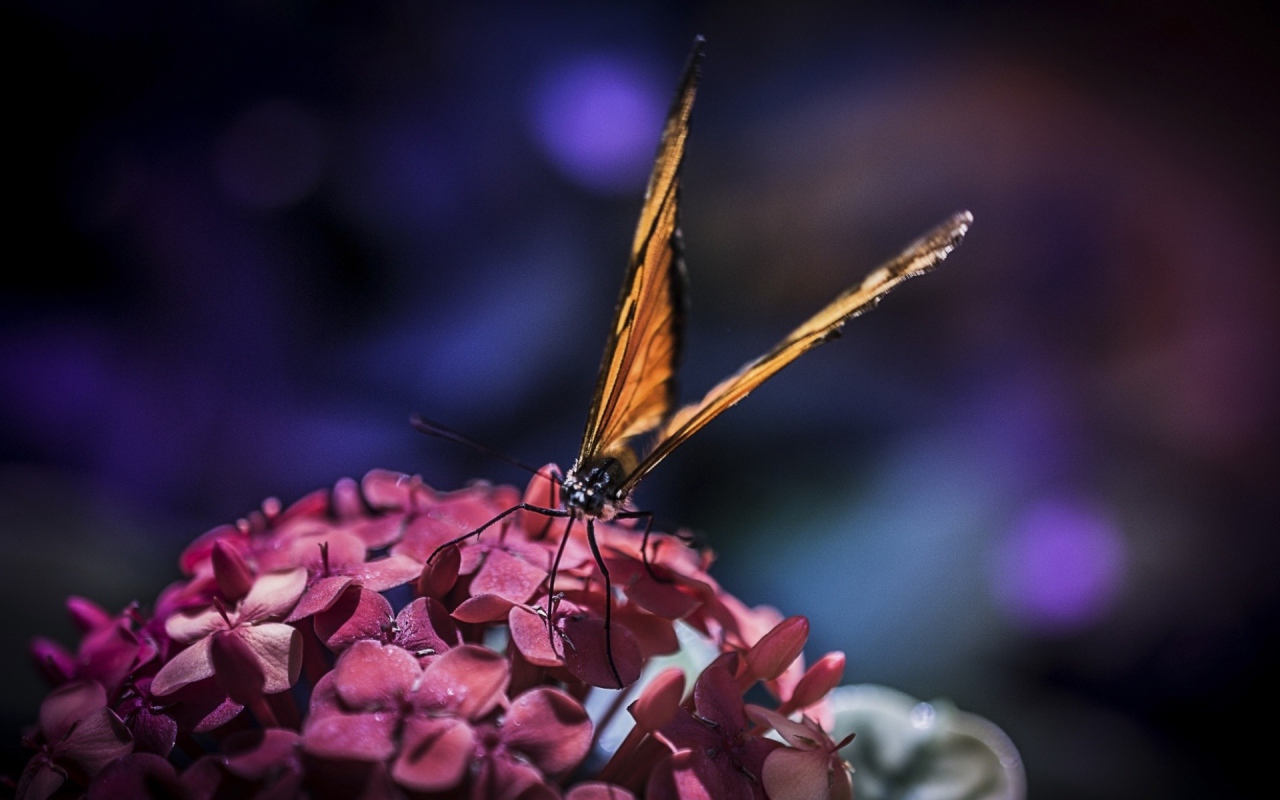 Бабочка с большими крыльями на цветах