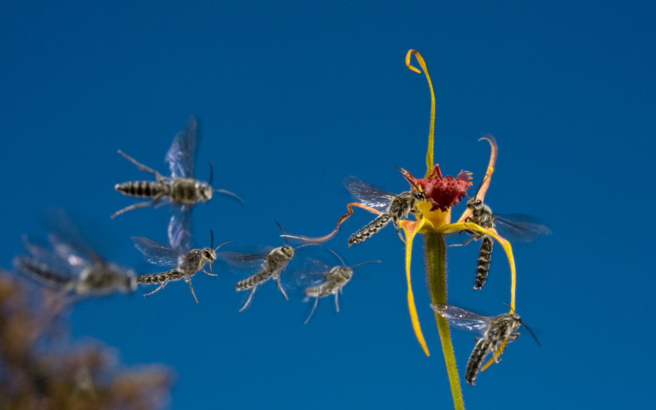 Мухи слетаются к цветку
