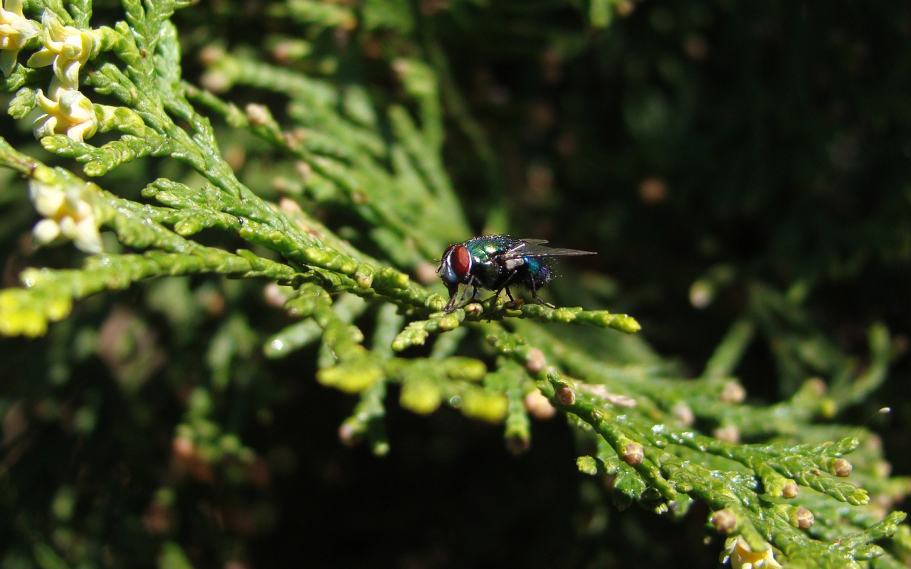 Муха сидит на зеленой ветке