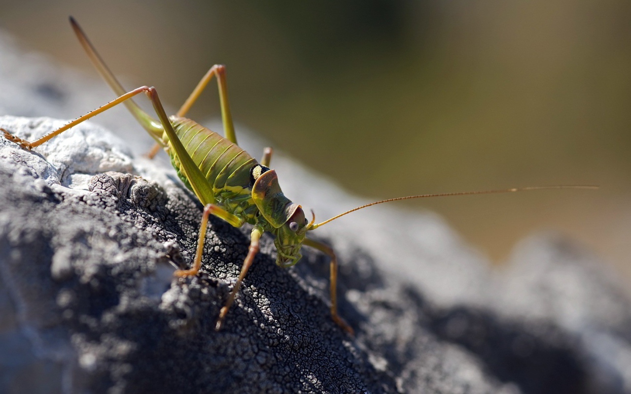 Зеленый жук ползет по земле