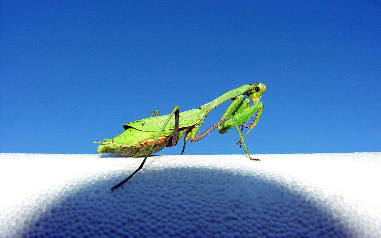 Зеленый богомол