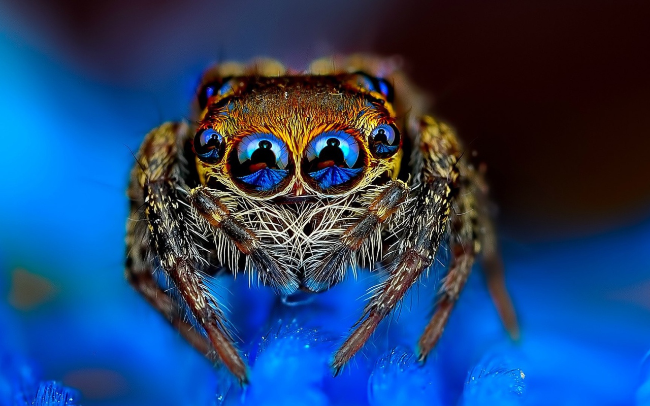 Отражение в глазах паука