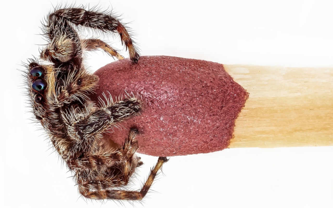 Паук на головке спички