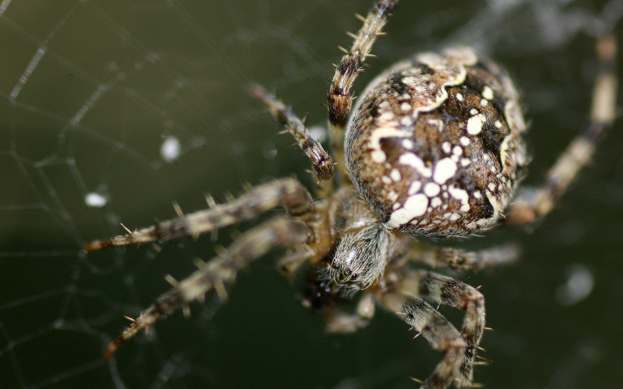 Паук на своей паутине