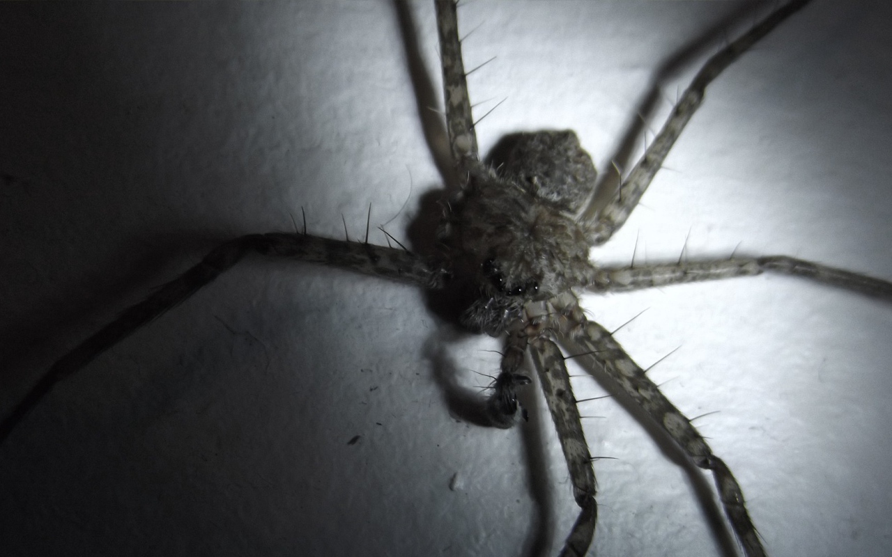 У паука не хватает лапок