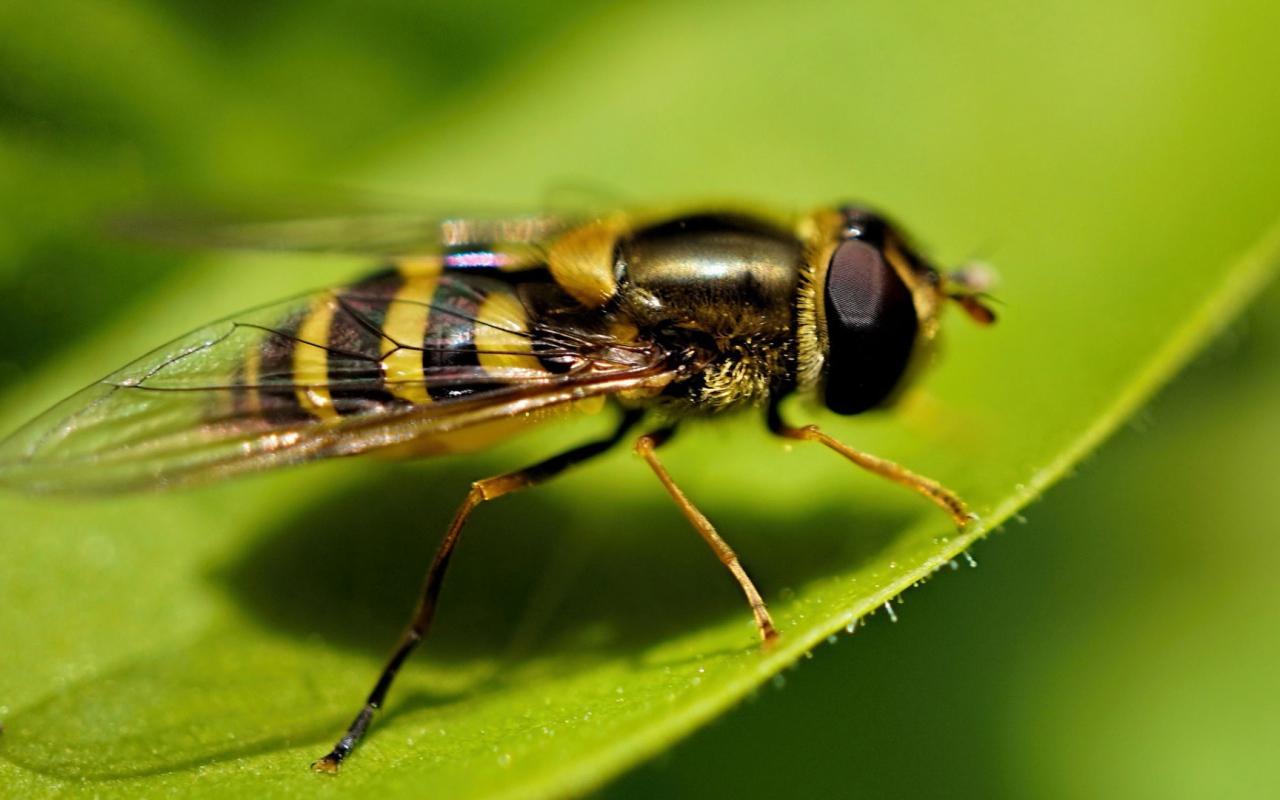 Оса на листе крупным планом
