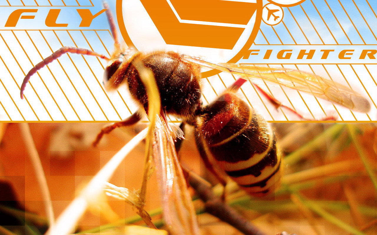 Осиная талия