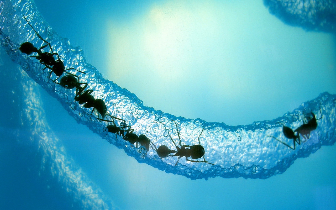 Муравьи в льдине