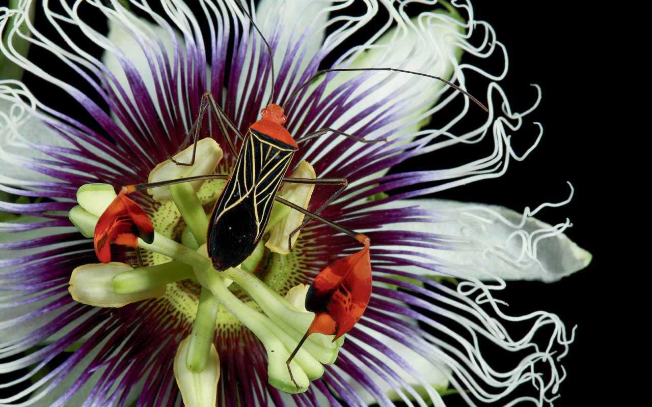 Красивый жук на цветке