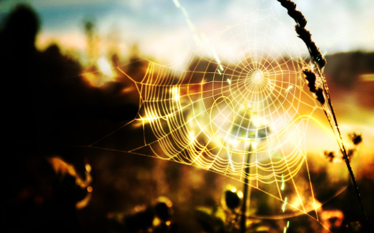 Паутина в солнечных лучах