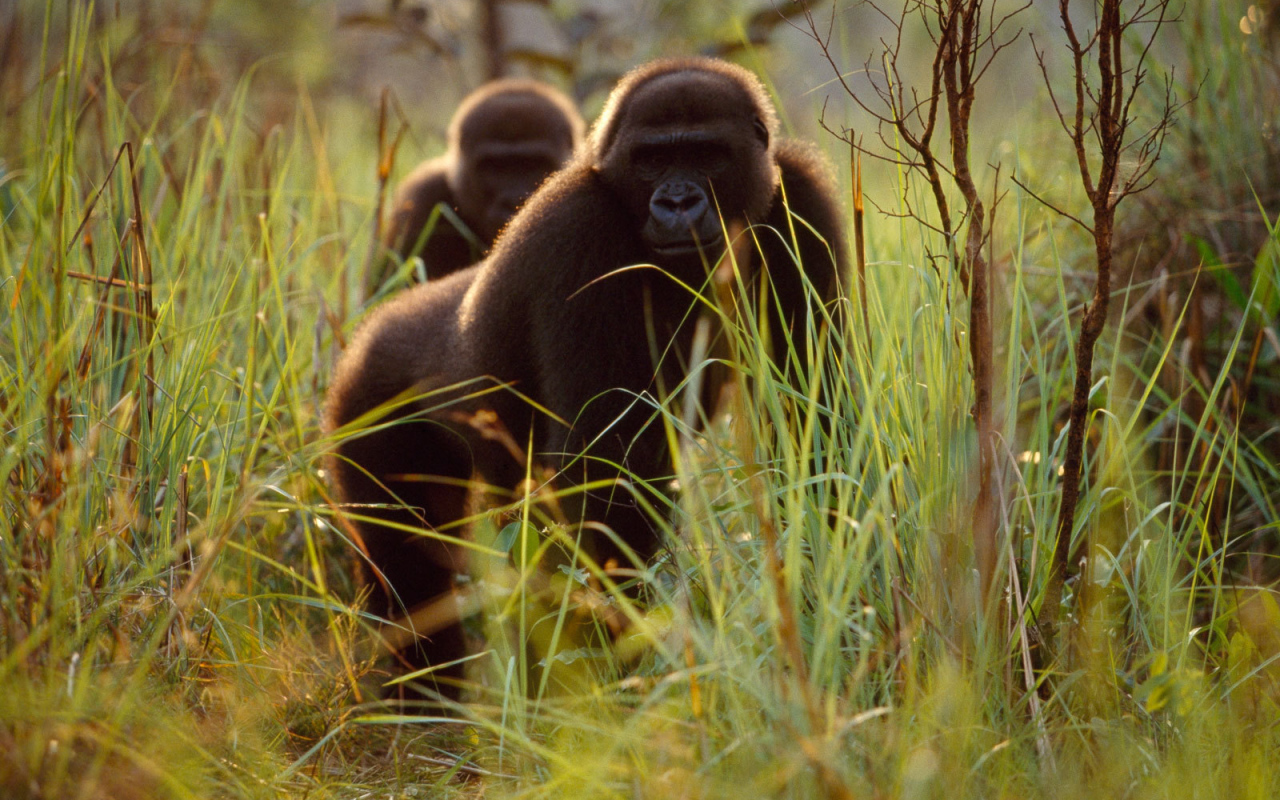 Гориллы прячутся в траве