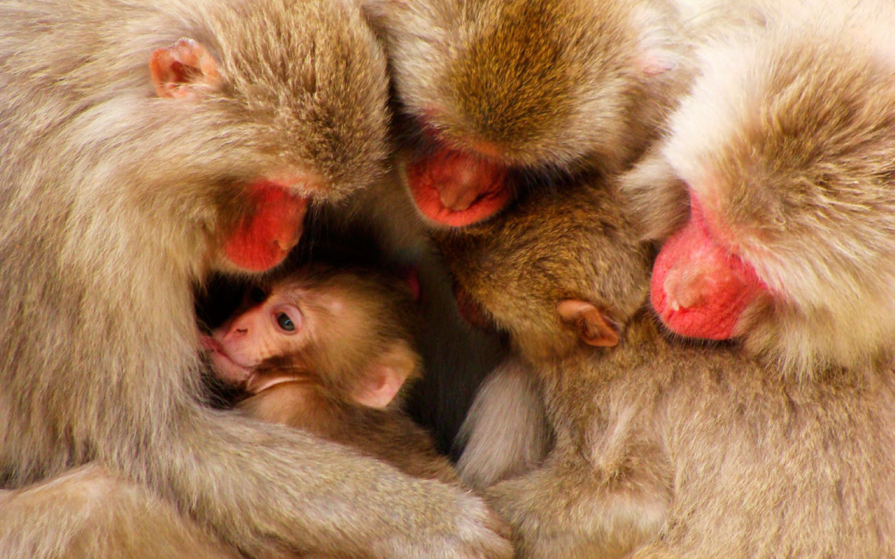 Дружная семья обезьян