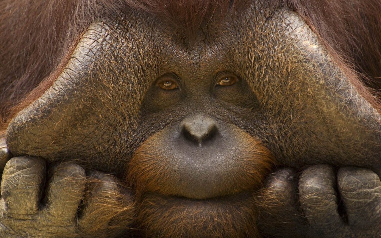 Грустное лицо орангутанга