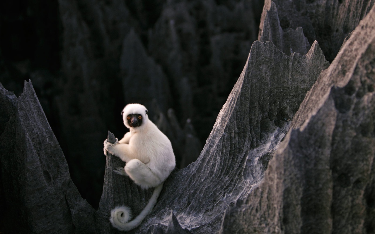 Белая обезьяна на скалах на Мадагаскаре