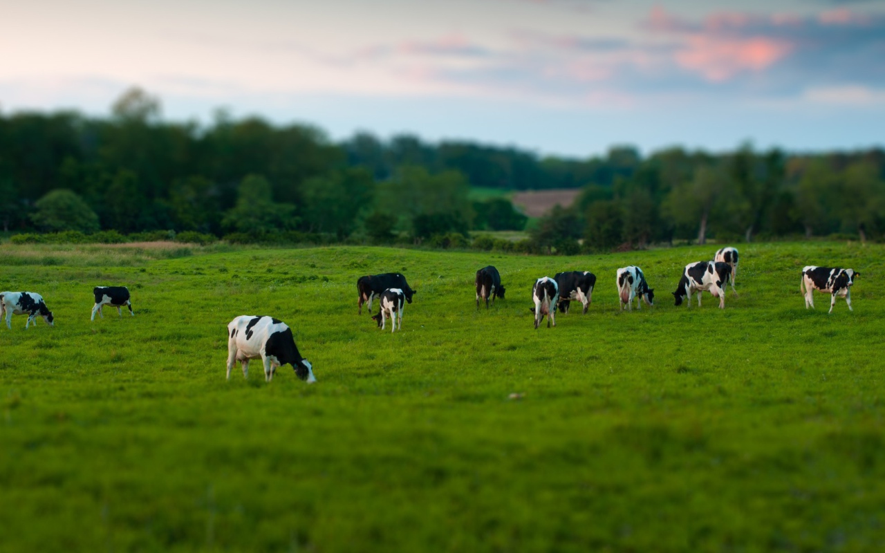 Стадо коров на пастбище