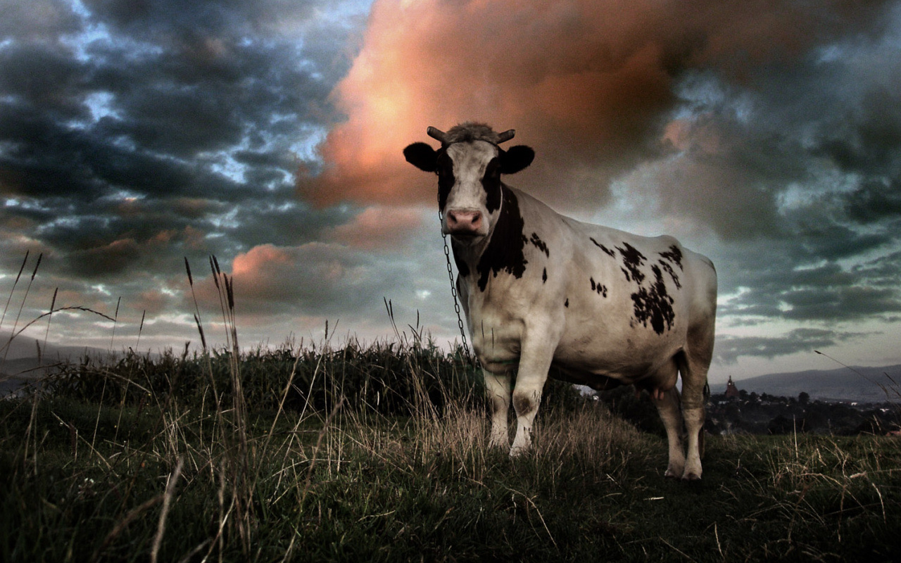 Корова на цепи