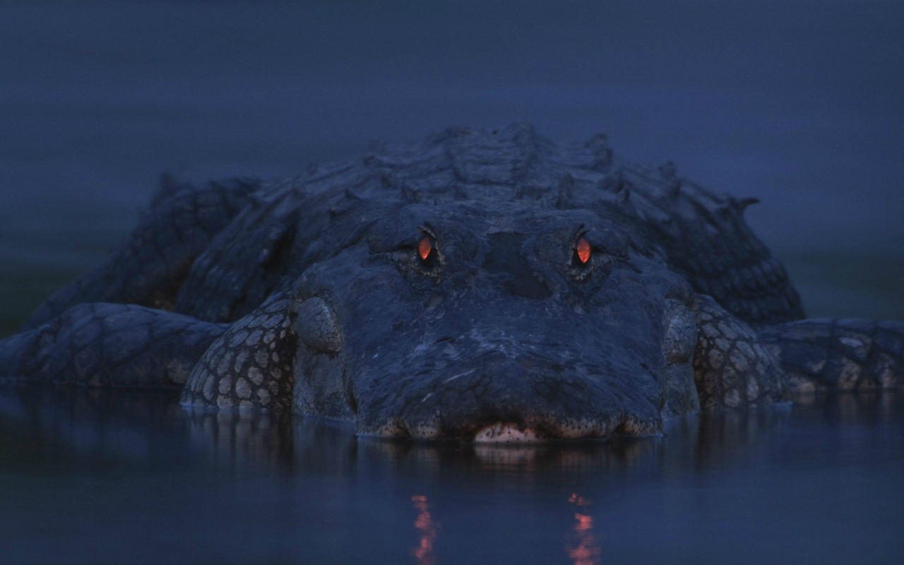 Аллигатор на берегу реки Мьякка