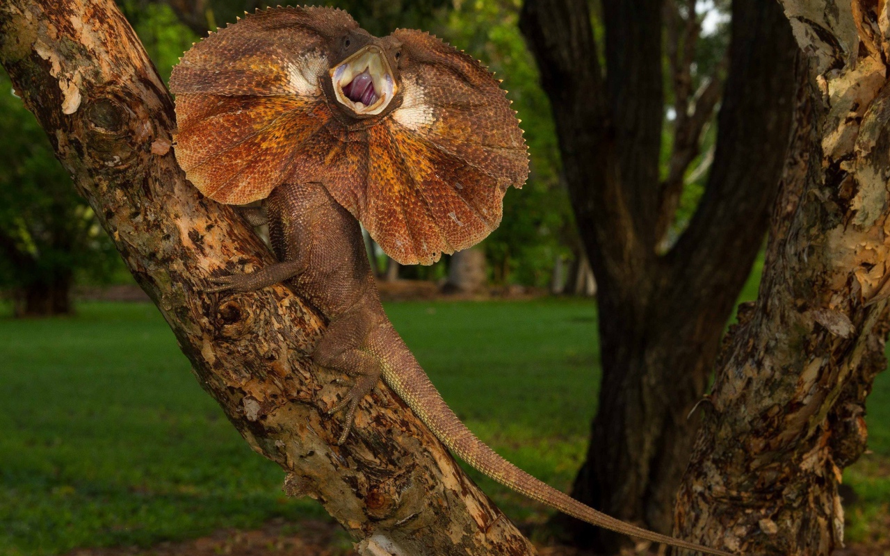 Ящерица с воротником на дереве