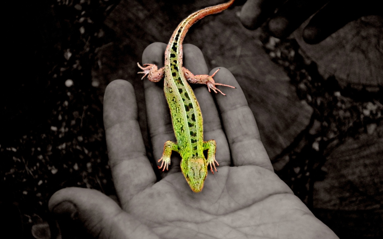 Зеленая ящерица на руке