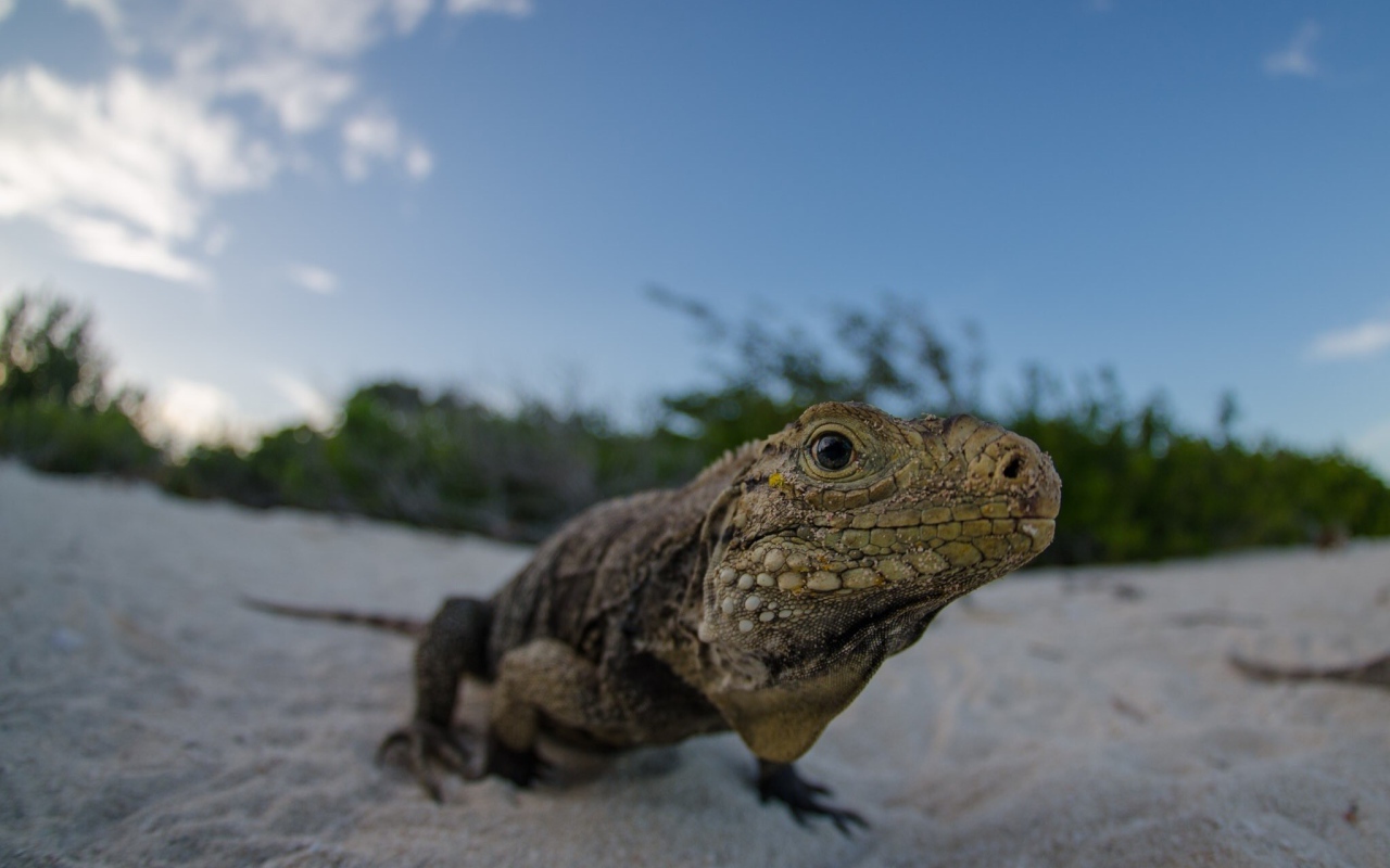Ящерица на песке пляжа