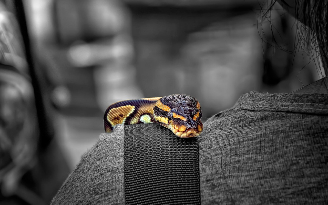 Змея на плече