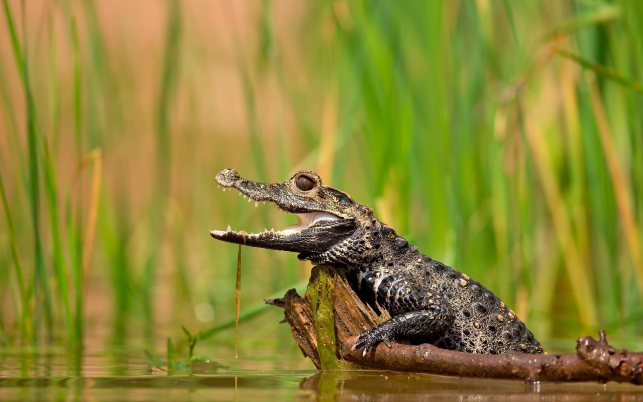 Молодой крокодил в болоте