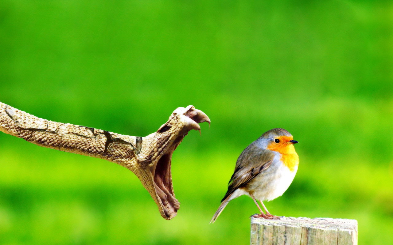 Змея ловит птицу