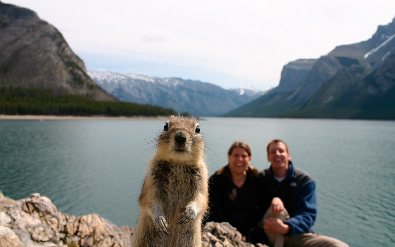 Chipmunk posing for the camera