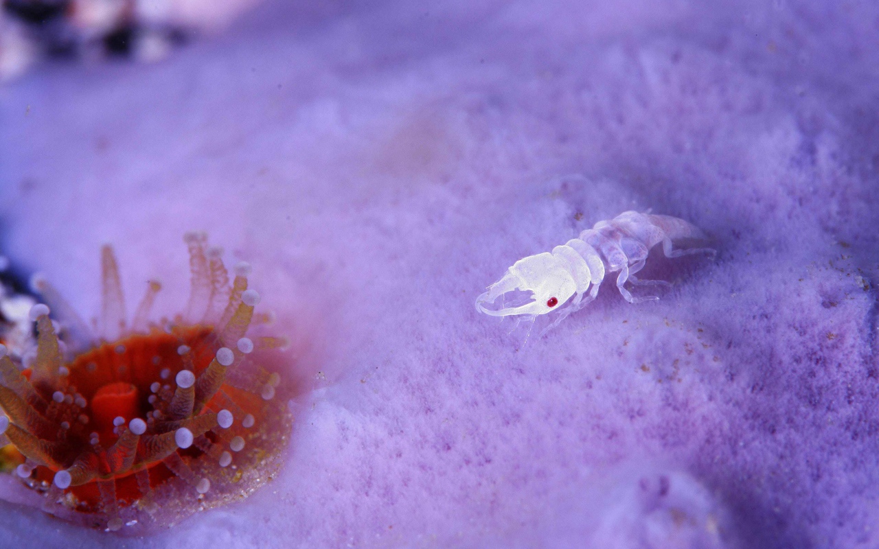 Прозрачное ракообразное животное