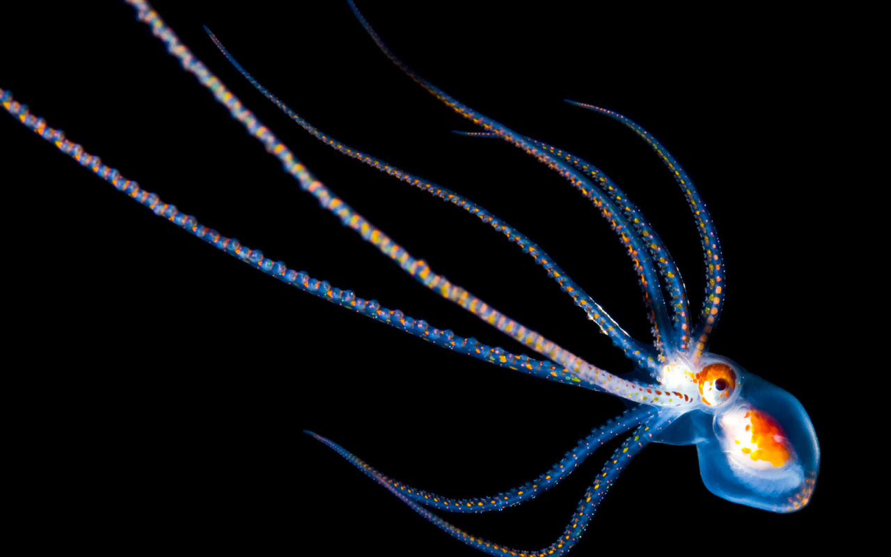 Детеныш осьминога