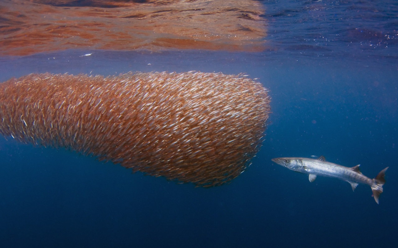 Большая рыба у косяка мелких рыб
