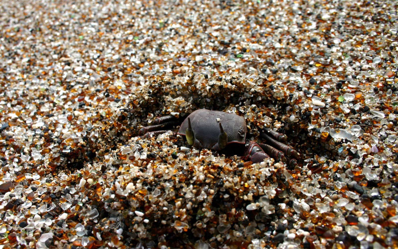 Краб зарывается в песок