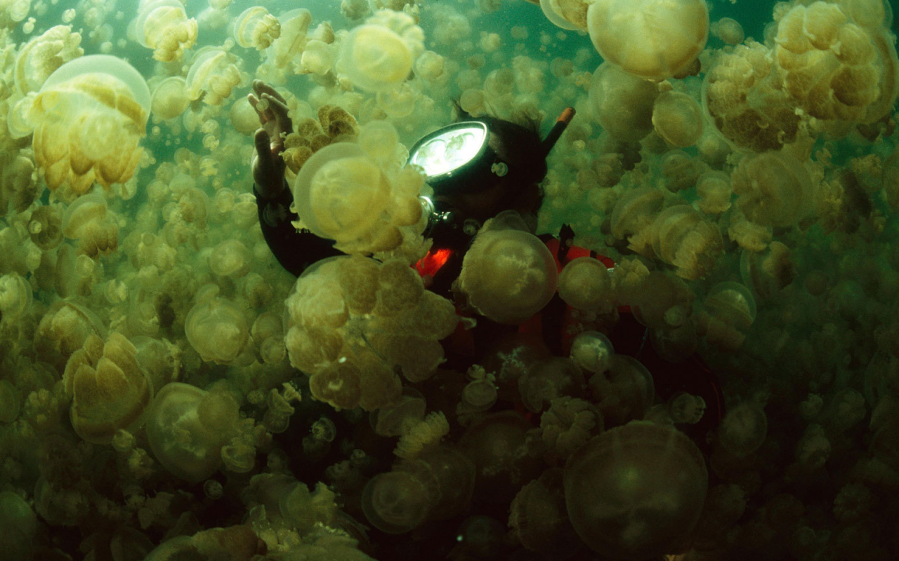 Водолаз в стае медуз