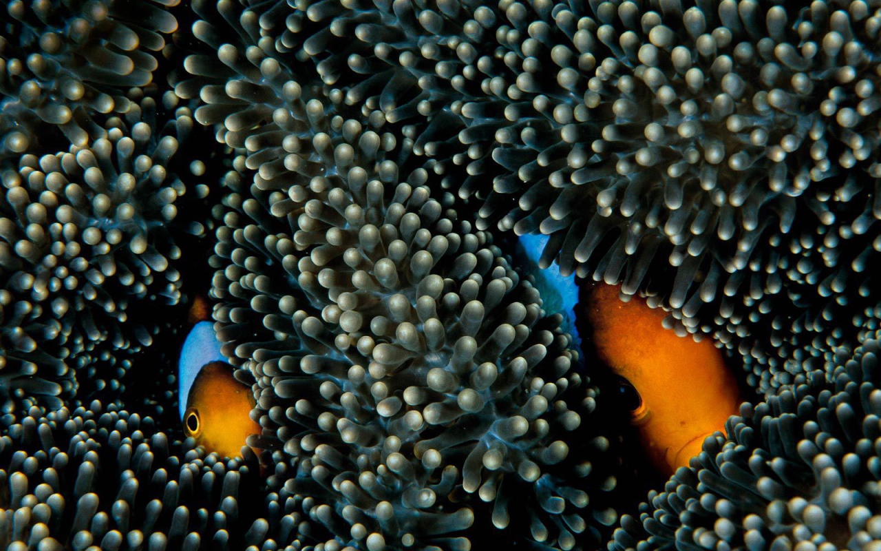 Рыбы прячутся в коралах