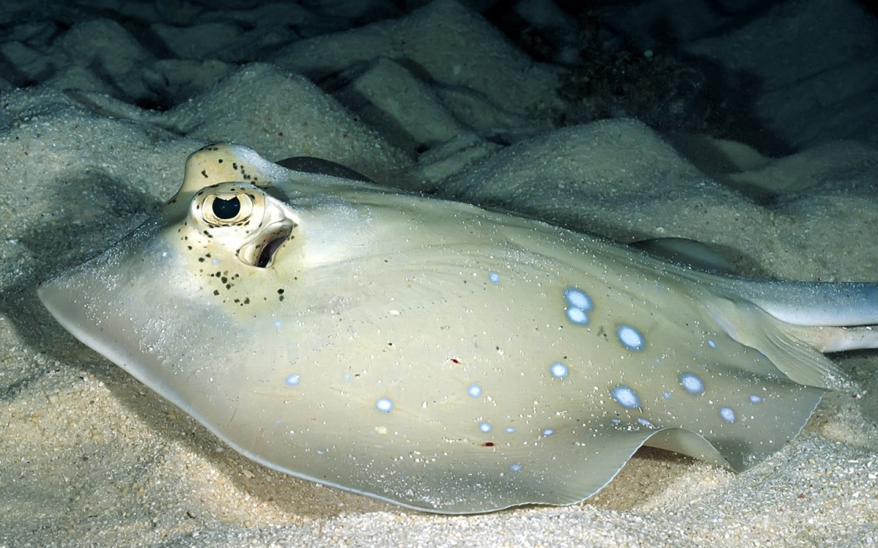 Серый скат на песчаном дне моря