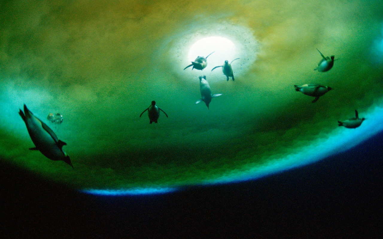 Пингвины около проруби