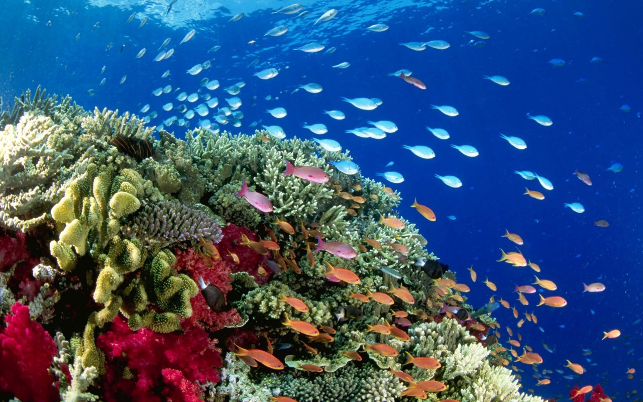 Стаи рыб на коралловом рифе