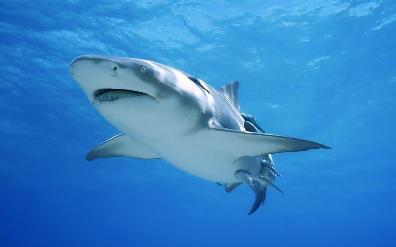 Сильная акула бык