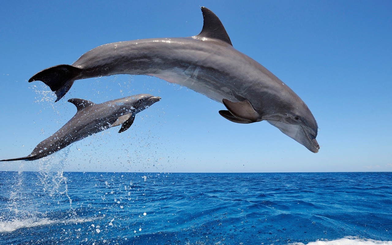 Два дельфина среди моря
