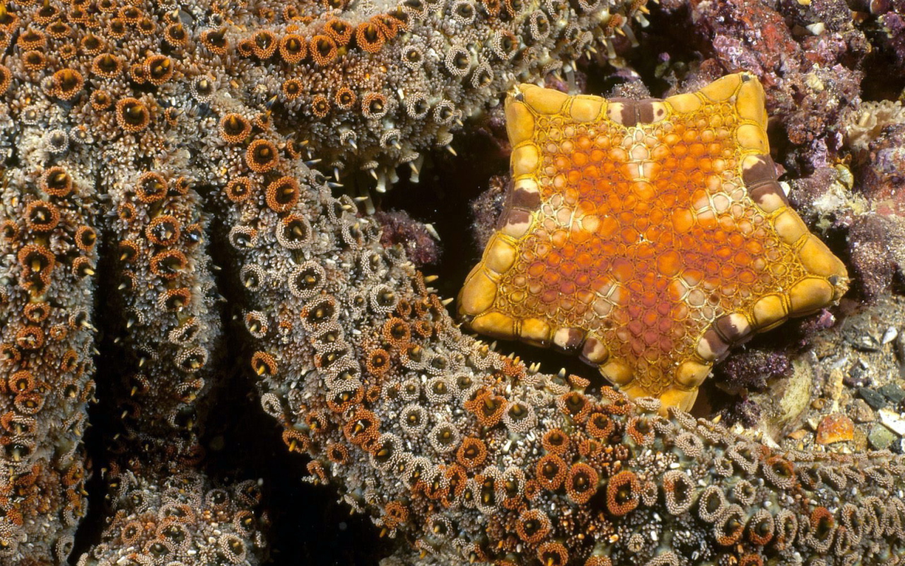 Осьминог и морская звезда